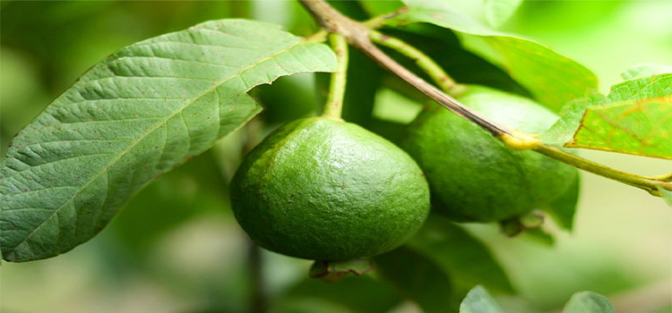 Guava Plants Supplier in India